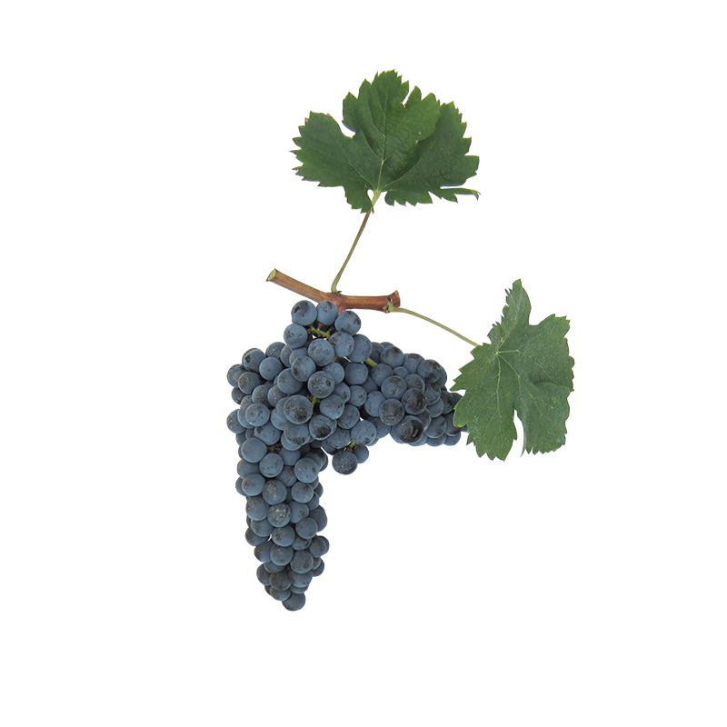 MERLOT