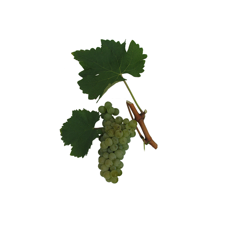 SAUVIGNON
